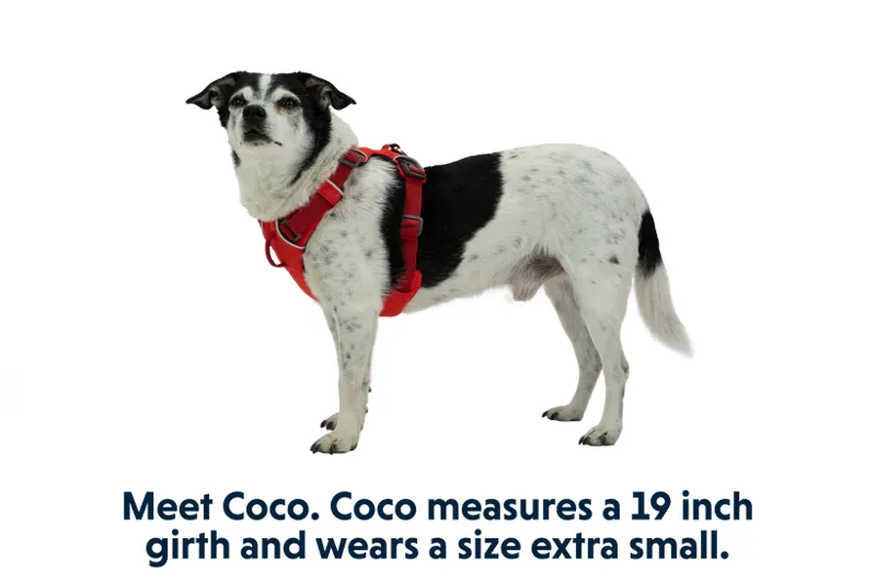 Ruffwear Front Range Harness in Red Sumac-7