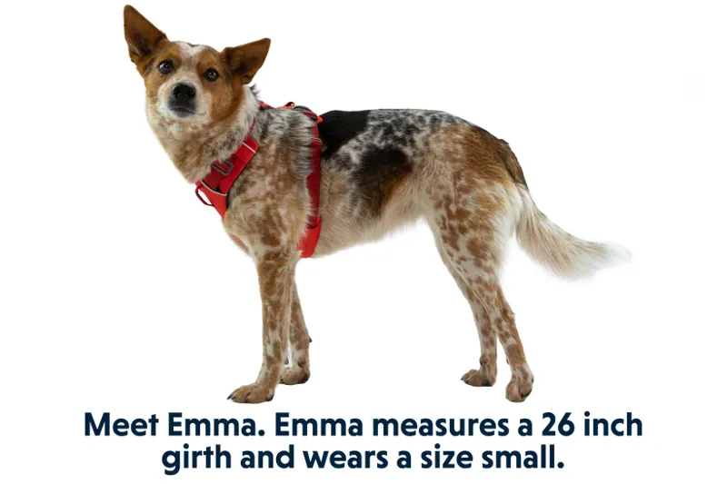 Ruffwear Front Range Harness in Red Sumac-8