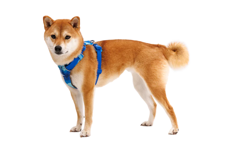 Ruffwear Front Range Harness in Coastal Mountains-1