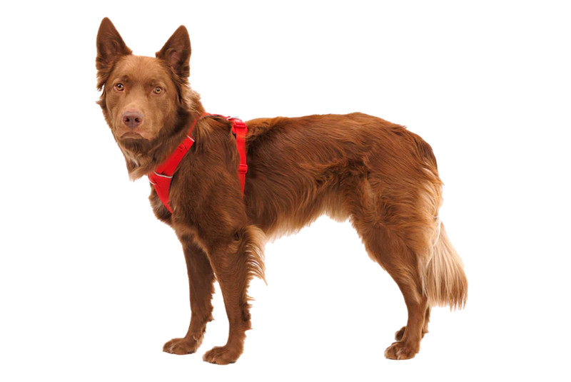 Ruffwear Front Range Harness in Red Canyon-1