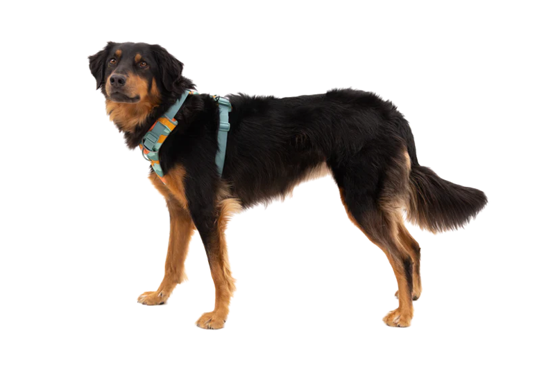 Ruffwear Front Range Harness in Spring Mountains-1