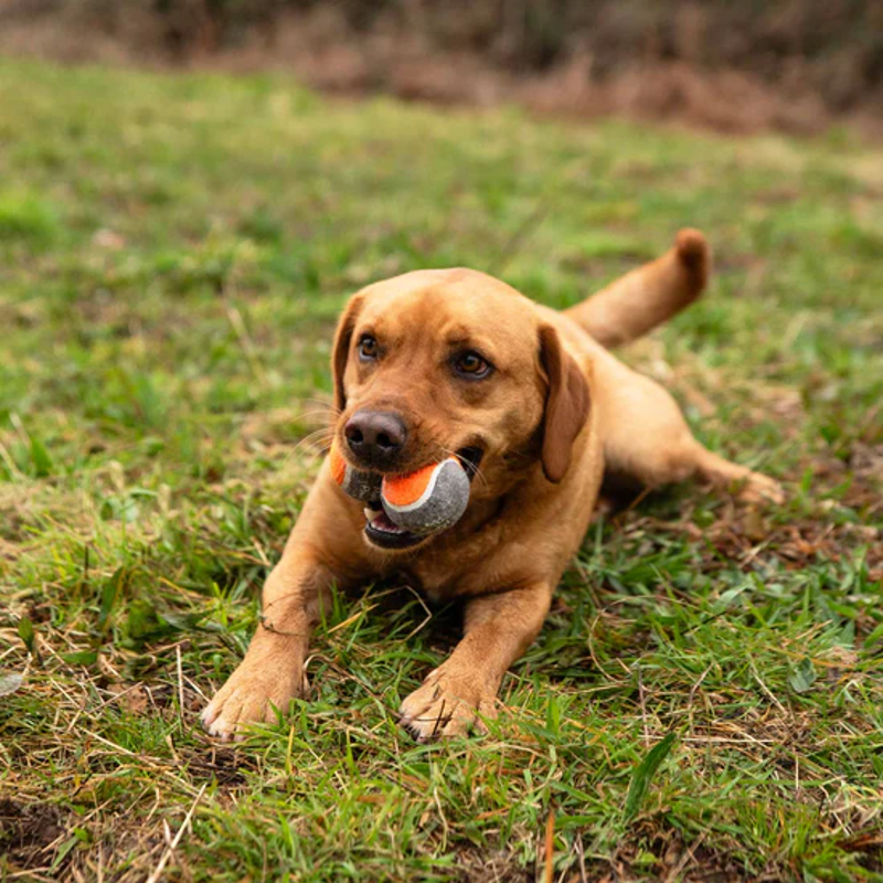 Mountain Paws Dog Tennis Balls 3 Pack-2