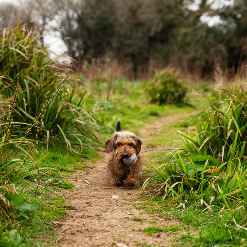 Mountain Paws Dog Tennis Balls 3 Pack-1